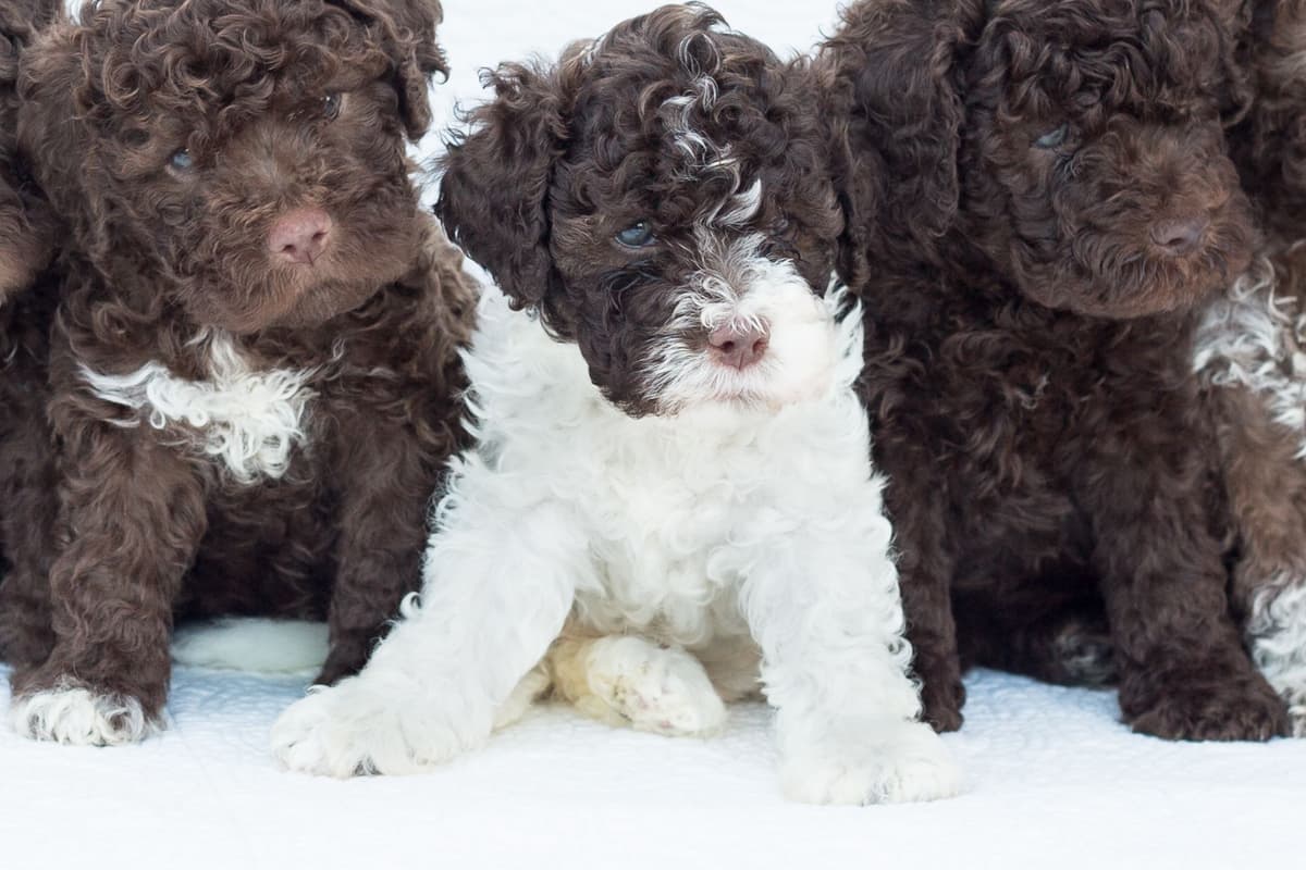 Lagotto Romagnolo Puppies breeder image 1