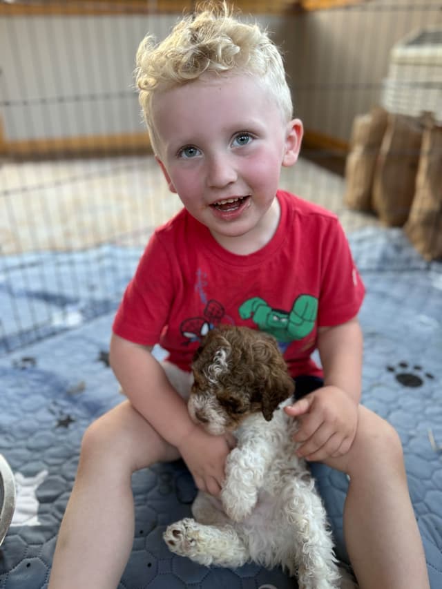 Lagotto Romagnolo Puppies media 2
