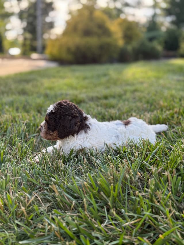 Lagotto Romagnolo Puppies media 3