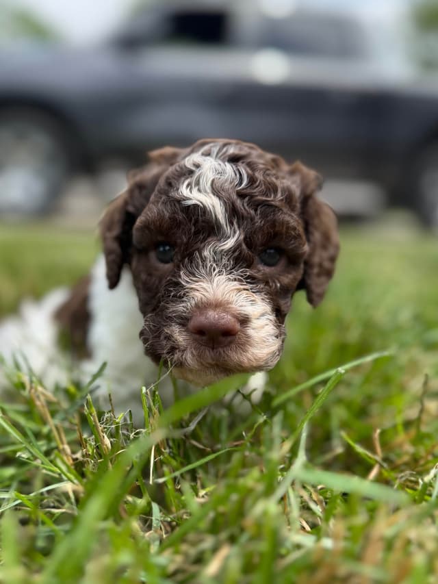 Lagotto Romagnolo Puppies media 4