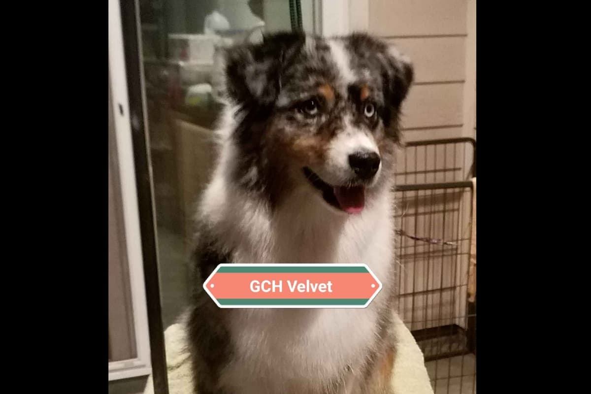 Stunning Miniature American Shepherd Puppies breeder image 1