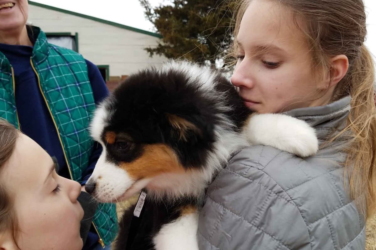 Stunning Miniature American Shepherd Puppies breeder image 2
