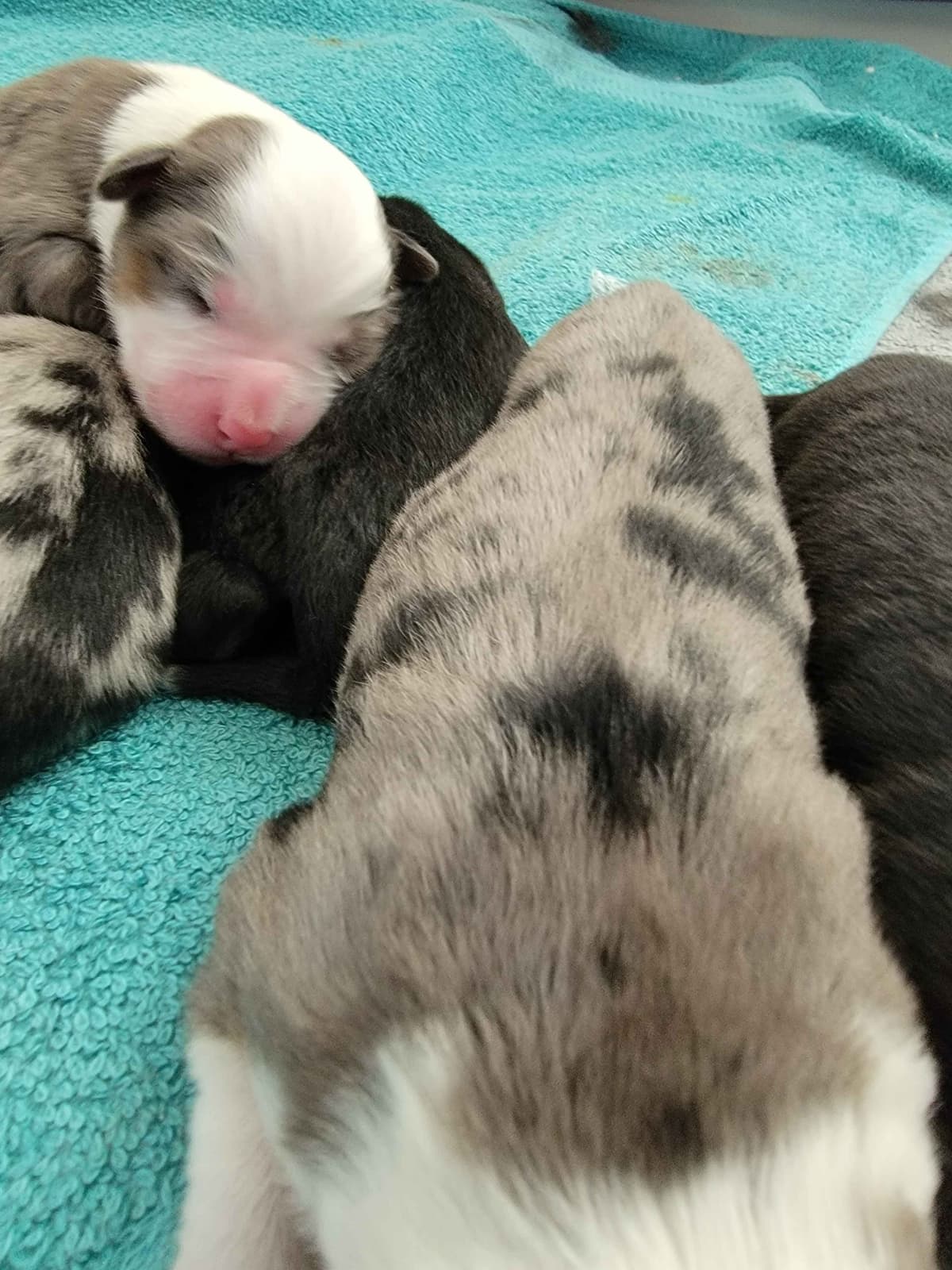 Stunning Miniature American Shepherd Puppies breeder image 3