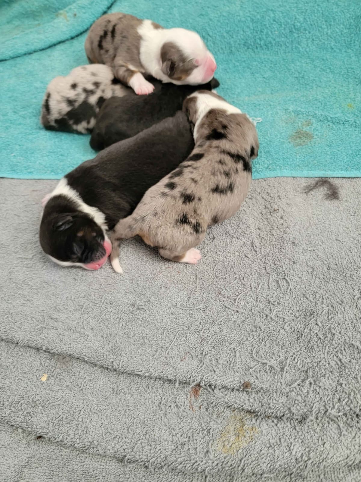 Stunning Miniature American Shepherd Puppies breeder image 4