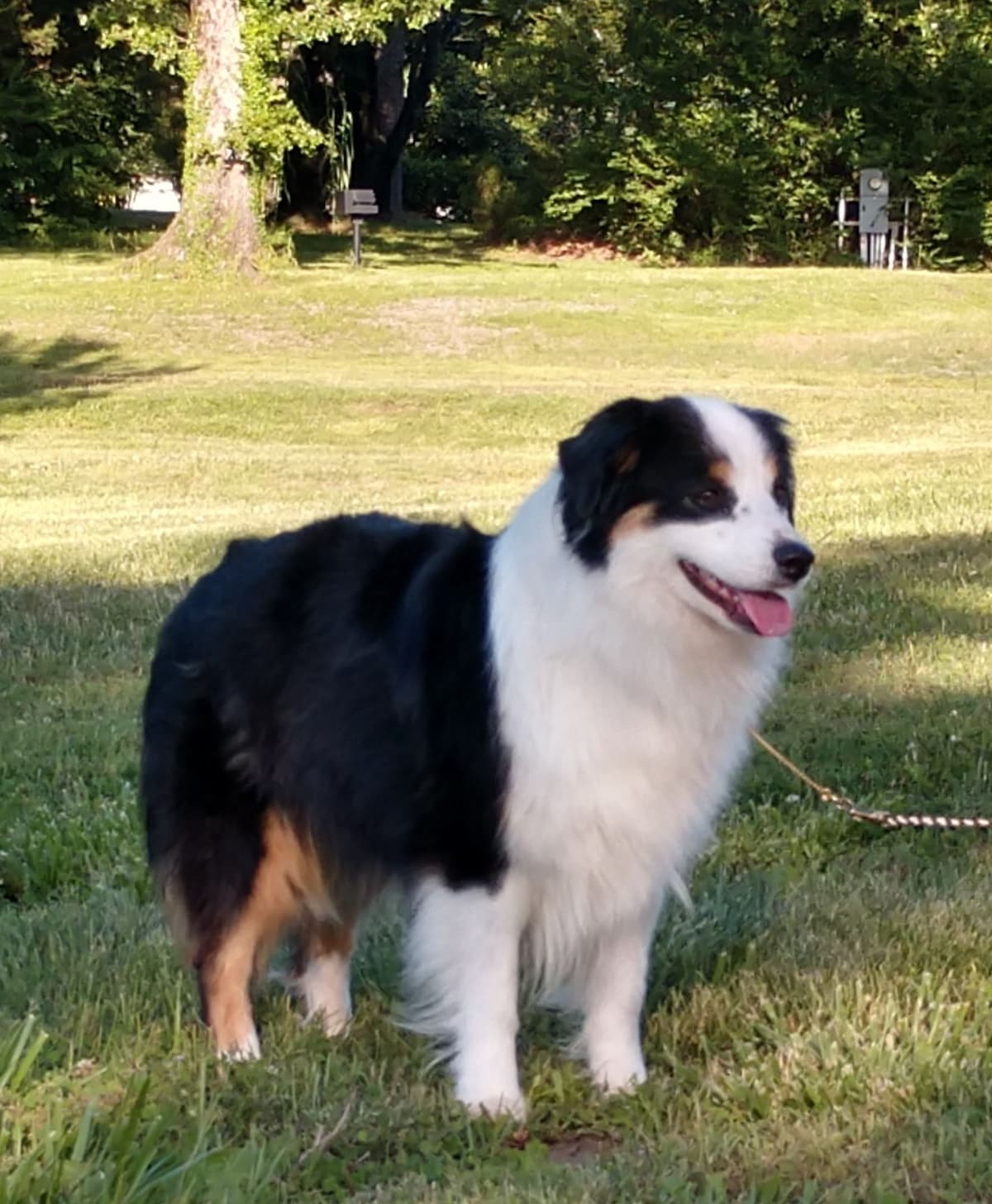 Stunning Miniature American Shepherd Puppies breeder image 6
