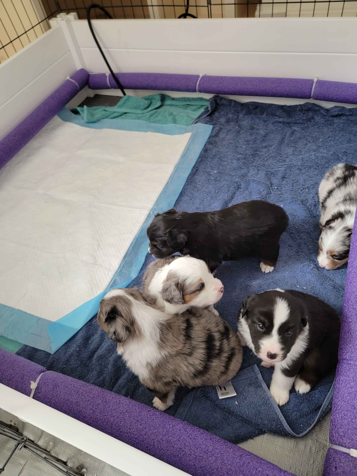Stunning Miniature American Shepherd Puppies breeder image 9
