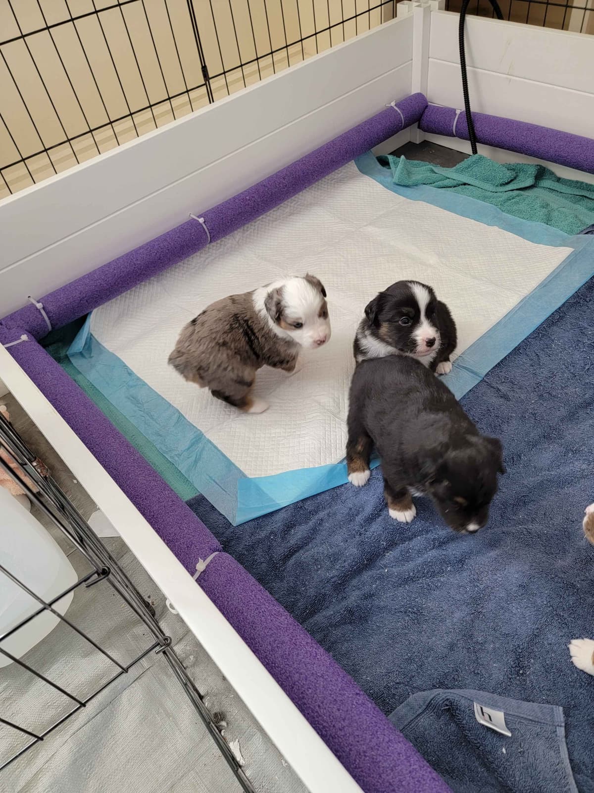 Stunning Miniature American Shepherd Puppies breeder image 11