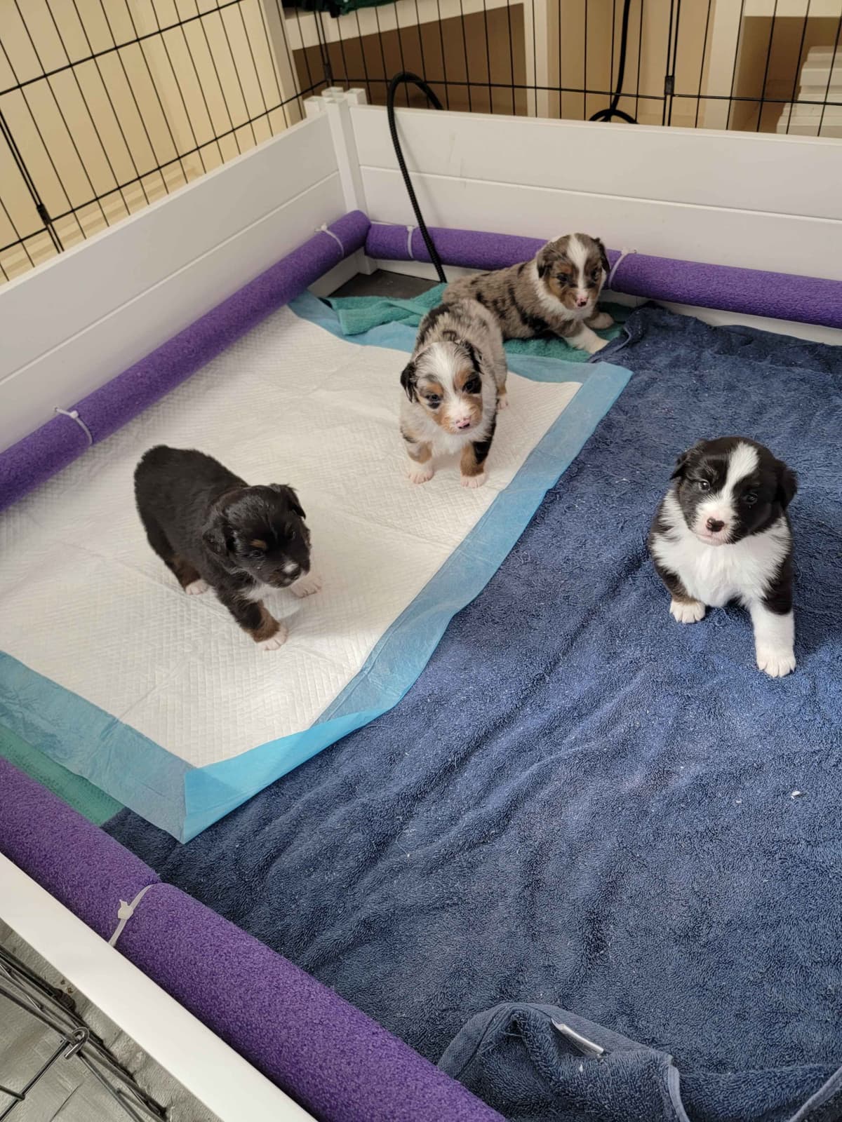 Stunning Miniature American Shepherd Puppies breeder image 10