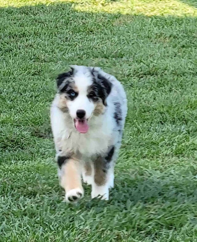 Stunning Miniature American Shepherd Puppies media 2