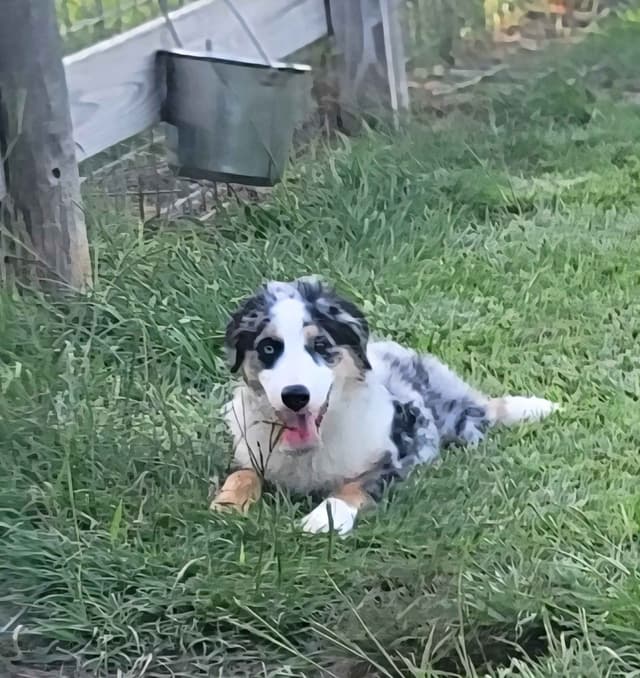 Stunning Miniature American Shepherd Puppies media 4