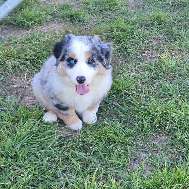 Stunning Miniature American Shepherd Puppies media 5