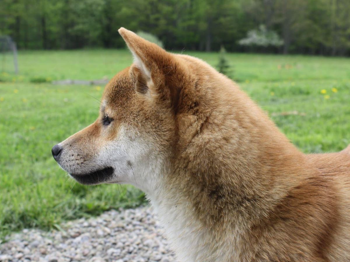 Shiba Inu Puppies breeder image 1