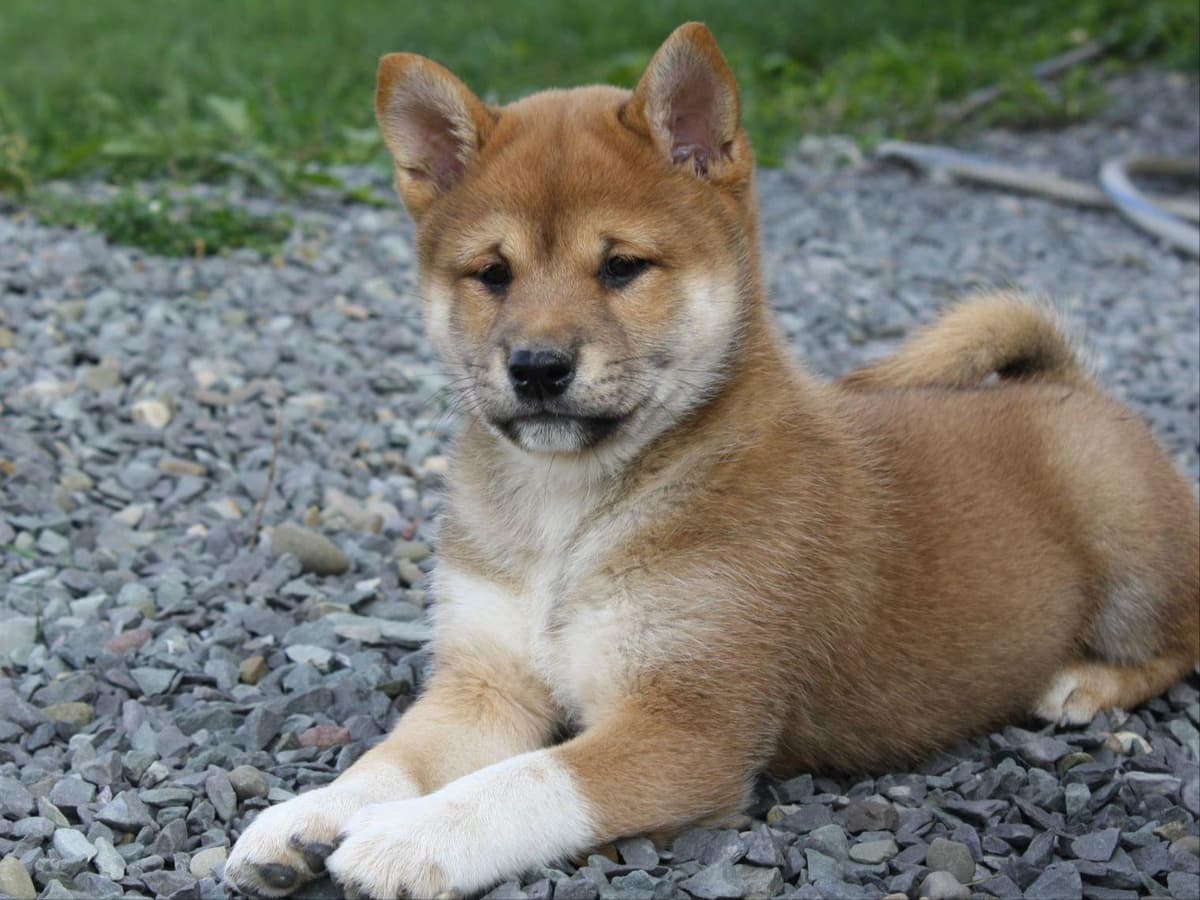 Shiba Inu Puppies breeder image 2