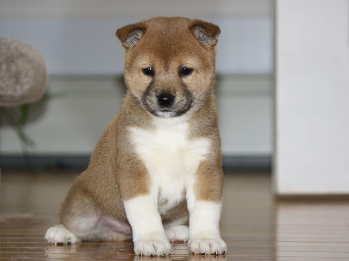 Shiba Inu Puppies breeder image 3
