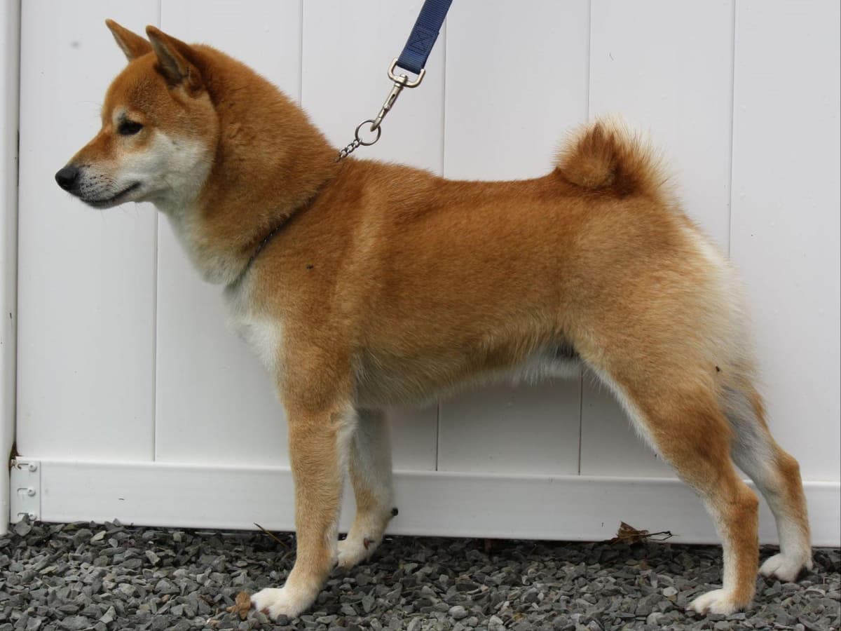 Shiba Inu Puppies breeder image 4