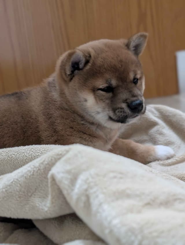 Shiba Inu Puppies media 3