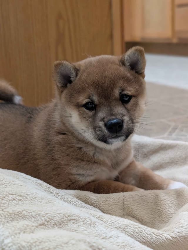 Shiba Inu Puppies media 2