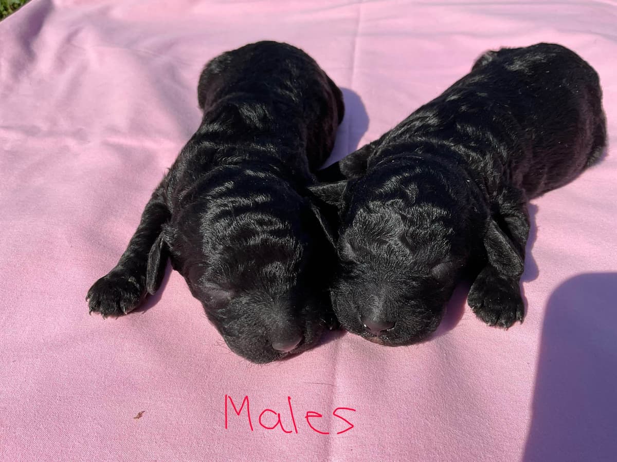 Gorgeous Standard Poodle Puppies breeder image 1