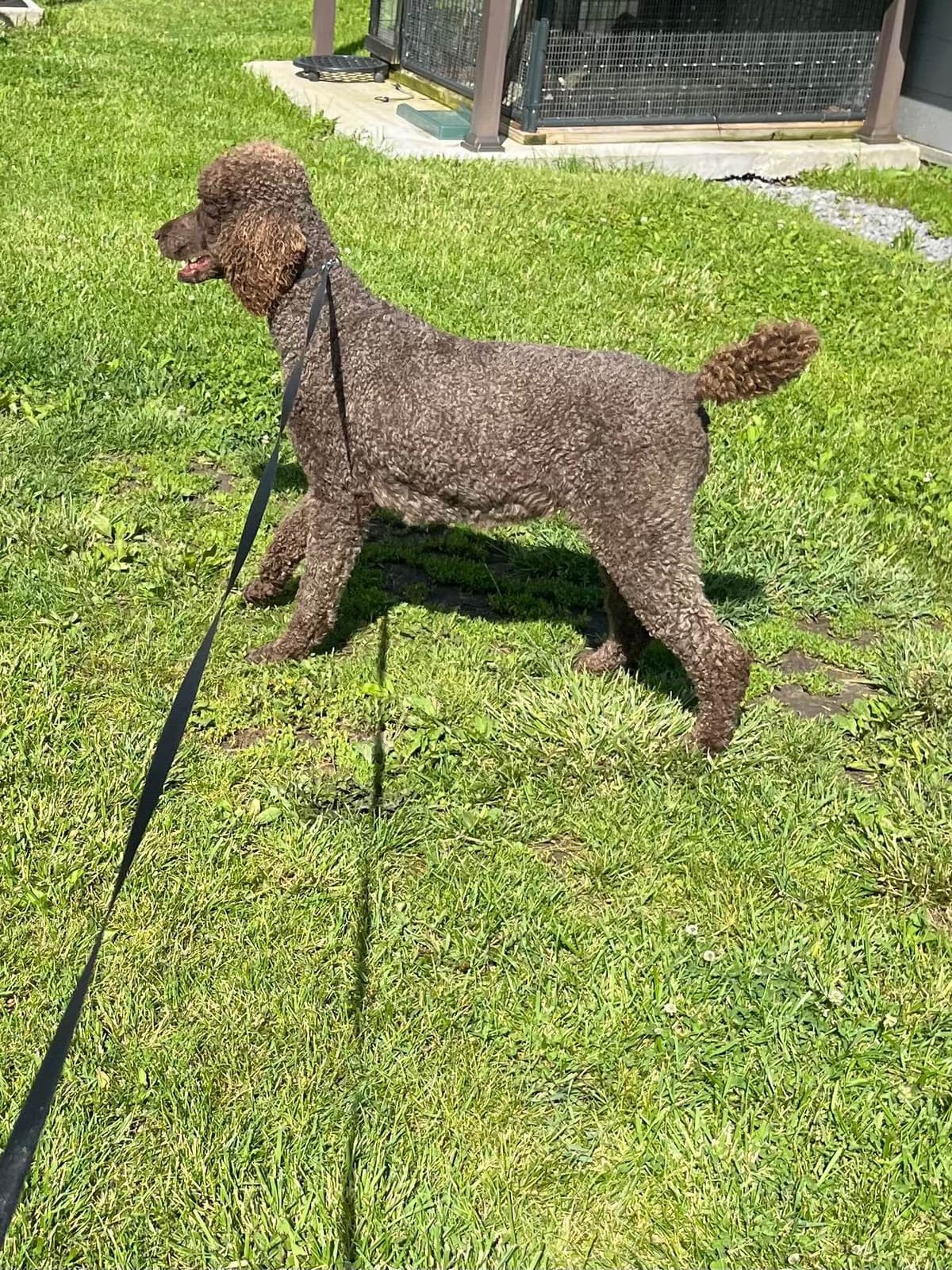Gorgeous Standard Poodle Puppies breeder image 2