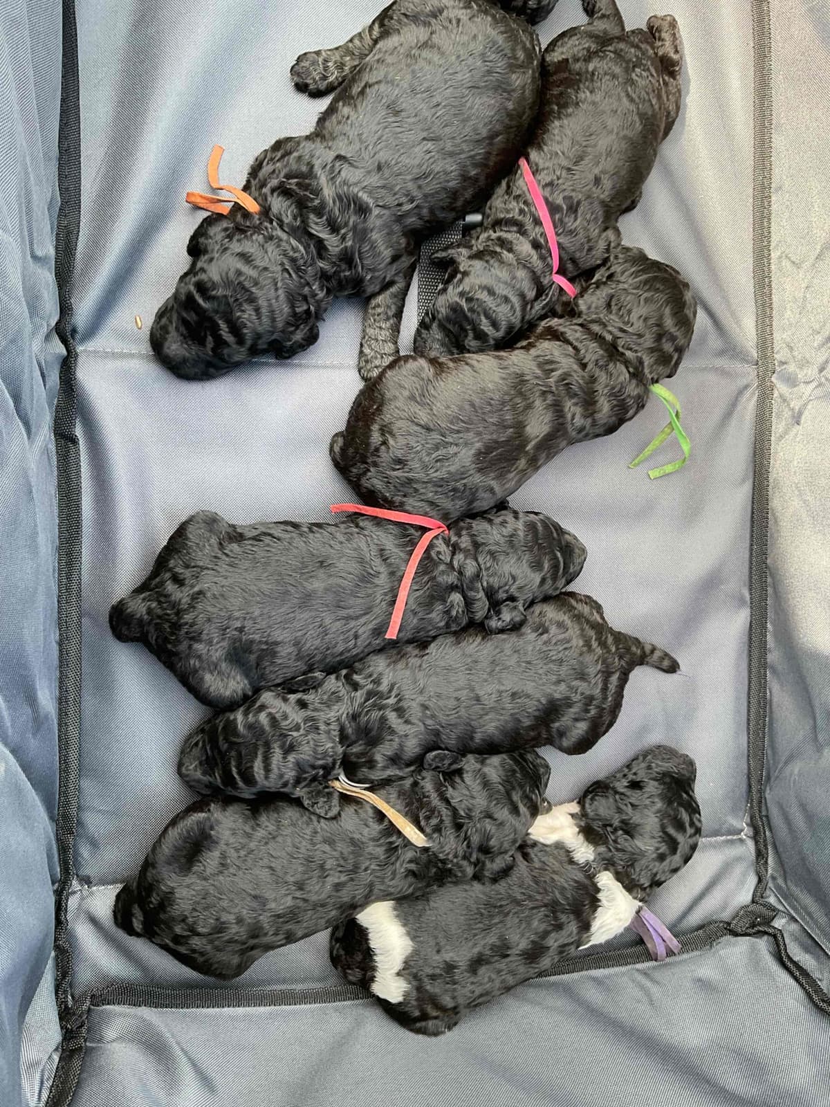 Gorgeous Standard Poodle Puppies breeder image 3