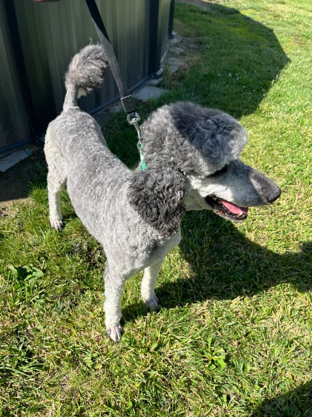 Gorgeous Standard Poodle Puppies media 2