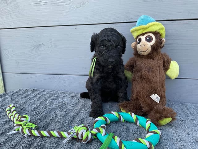 Gorgeous Standard Poodle Puppies media 5