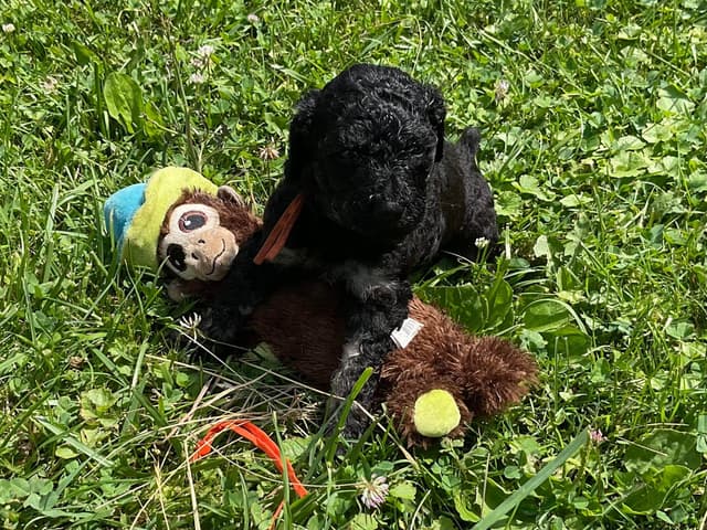 Gorgeous Standard Poodle Puppies media 7