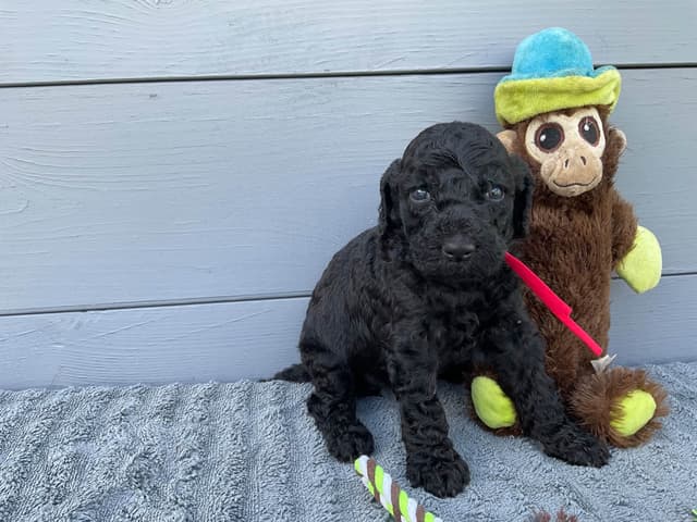 Gorgeous Standard Poodle Puppies media 8