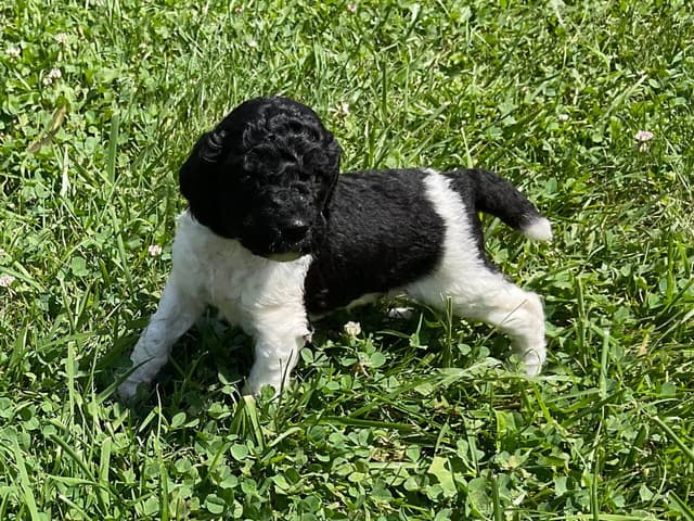 Gorgeous Standard Poodle Puppies media 9