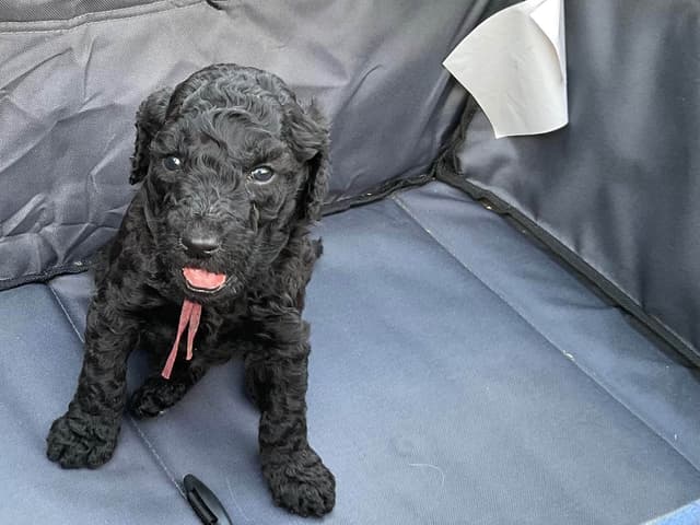 Gorgeous Standard Poodle Puppies media 11