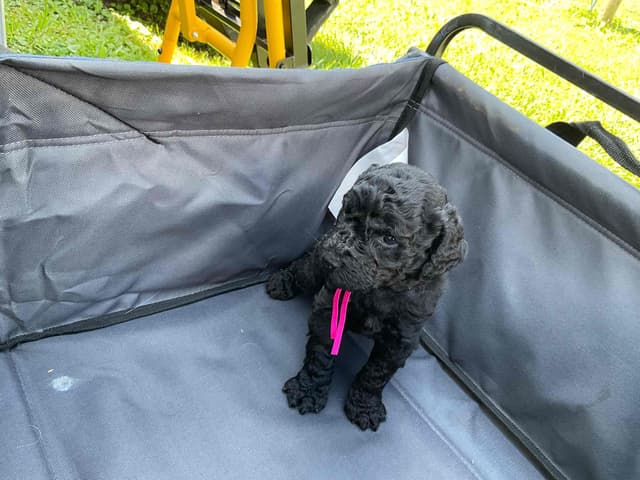 Gorgeous Standard Poodle Puppies media 12