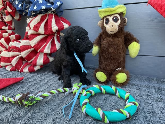 Gorgeous Standard Poodle Puppies media 13