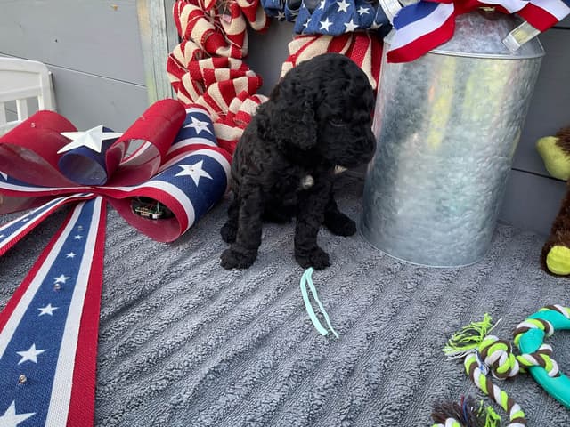 Gorgeous Standard Poodle Puppies media 14