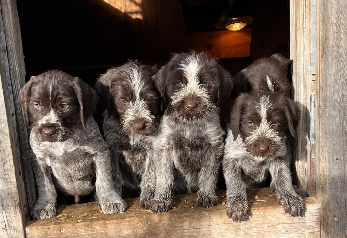 German Wirehaired Pointer Puppies breeder image 1