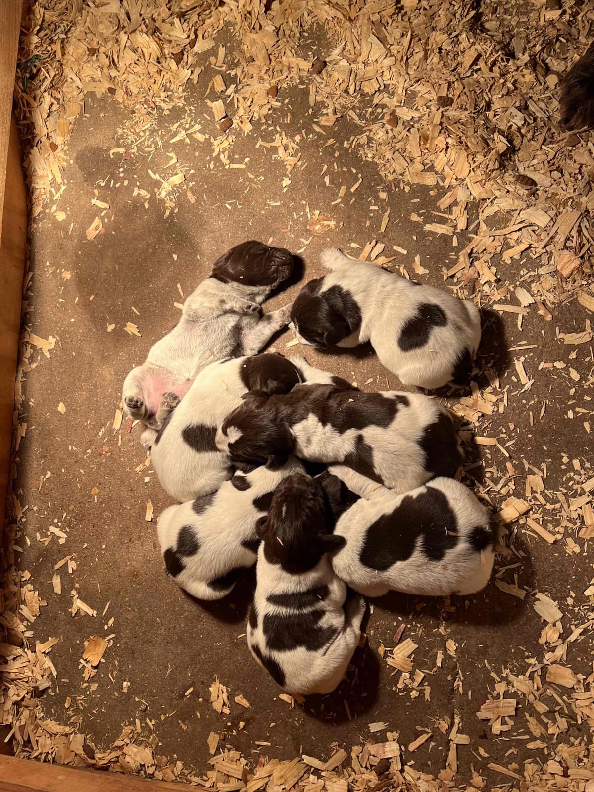 German Wirehaired Pointer Puppies breeder image 4