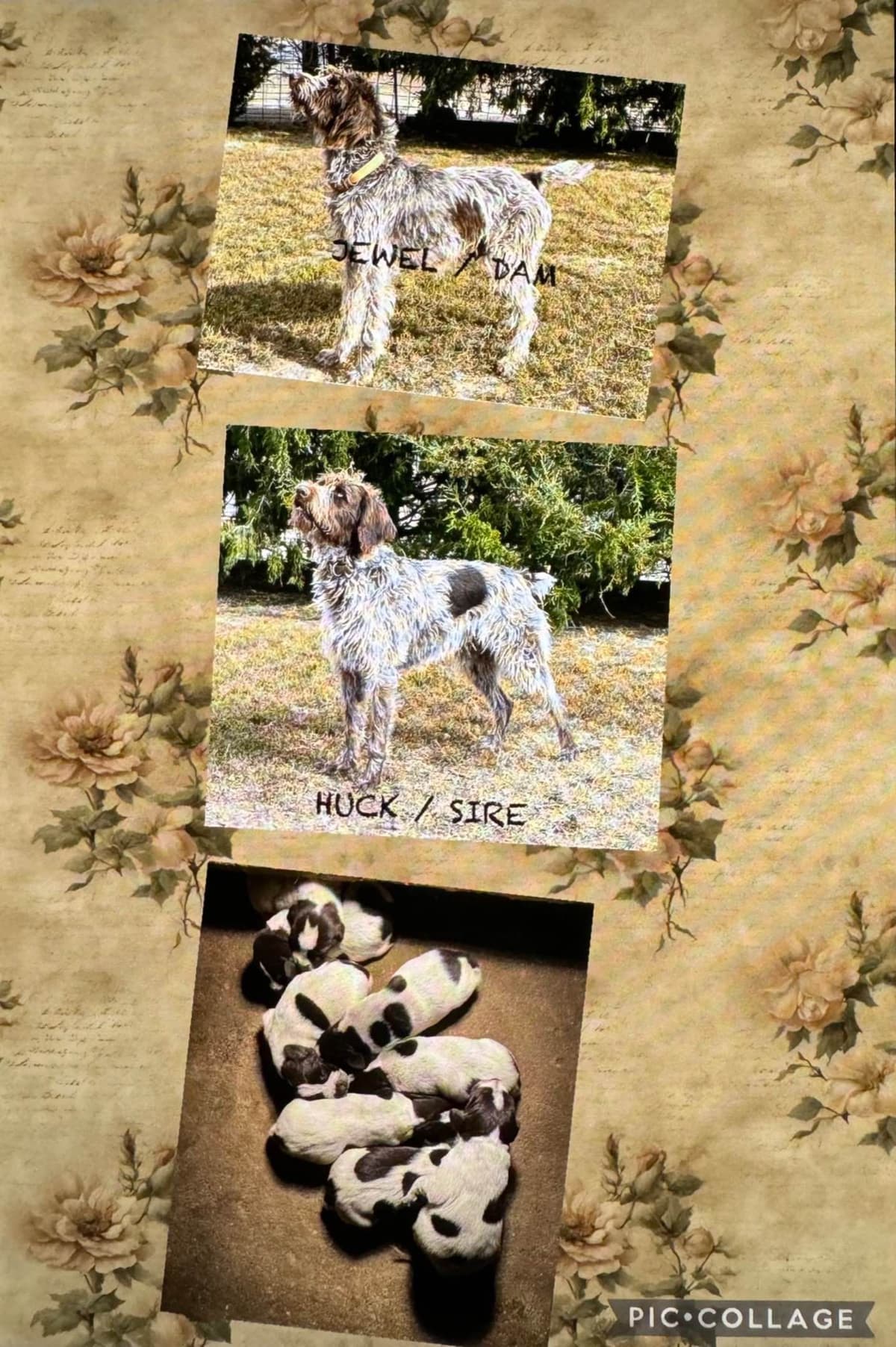 German Wirehaired Pointer Puppies breeder image 6