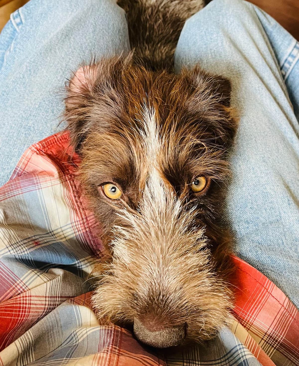German Wirehaired Pointer Puppies breeder image 8