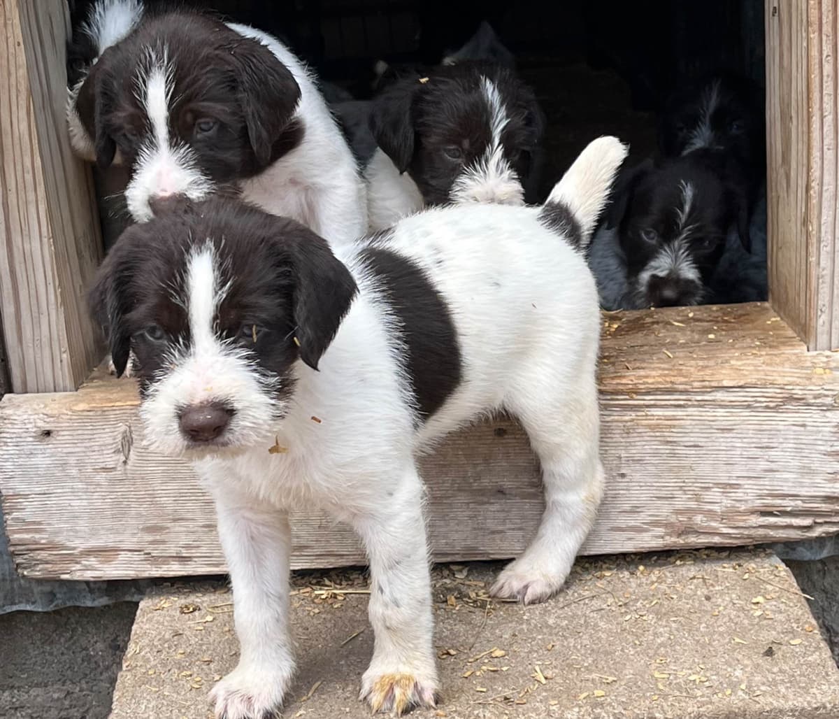 German Wirehaired Pointer Puppies breeder image 9