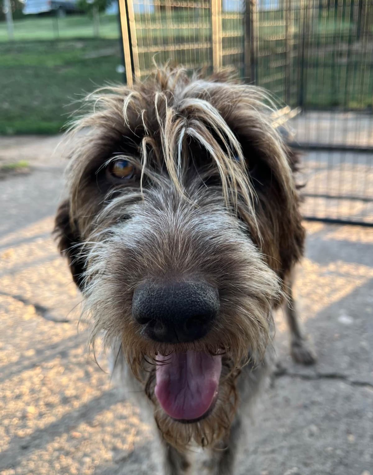 German Wirehaired Pointer Puppies breeder image 10