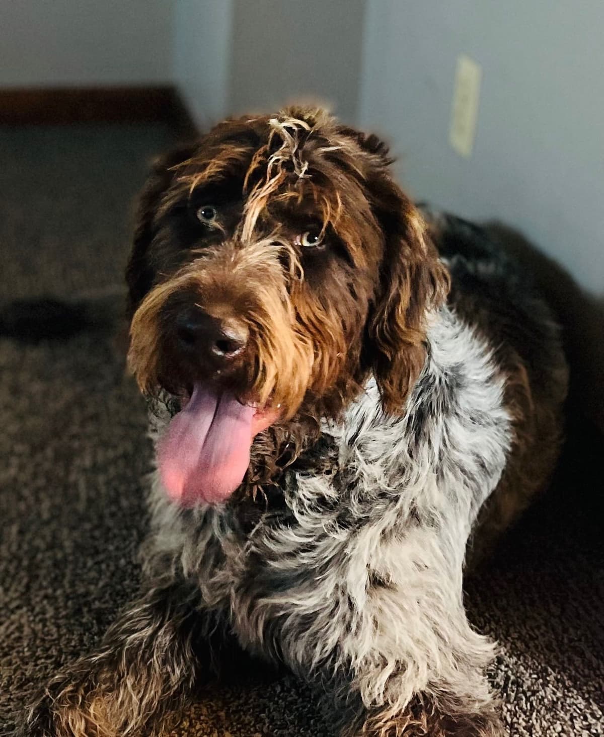 German Wirehaired Pointer Puppies breeder image 11