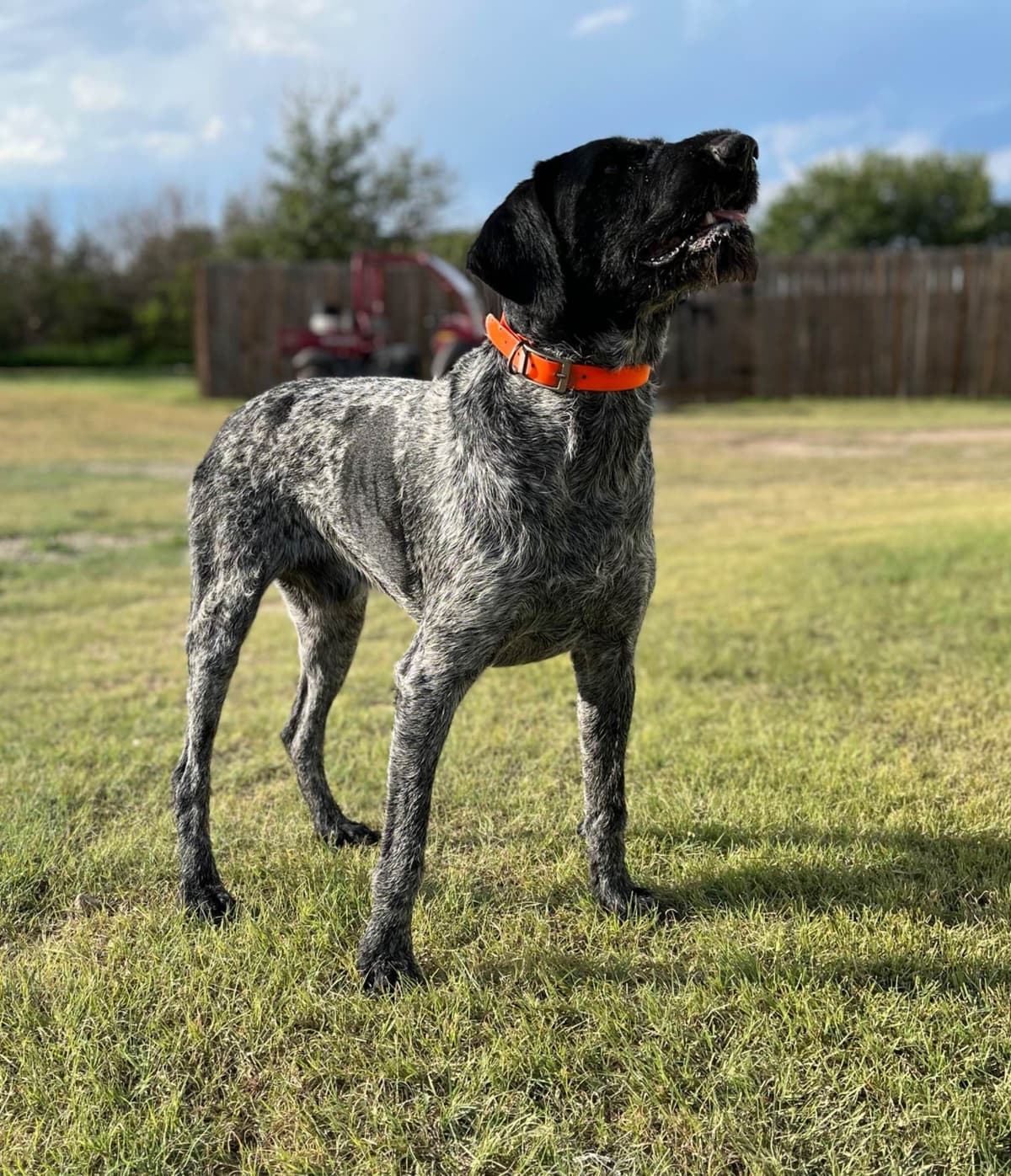 German Wirehaired Pointer Puppies breeder image 12