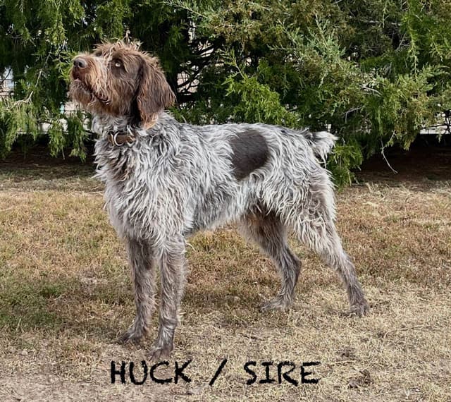 German Wirehaired Pointer Puppies media 2