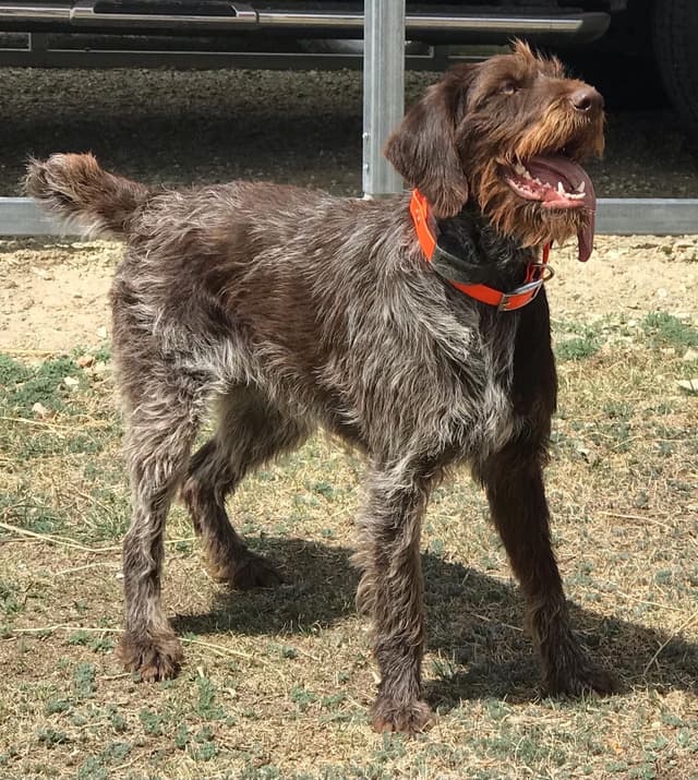 German Wirehaired Pointer Puppies media 4