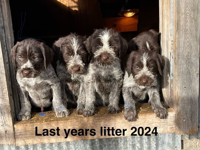 German Wirehaired Pointer Puppies media 5