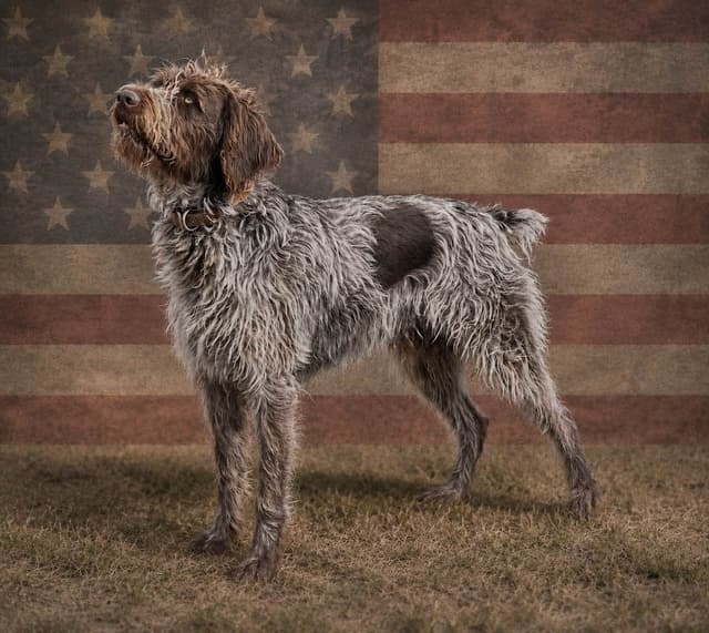German Wirehaired Pointer Puppies media 4
