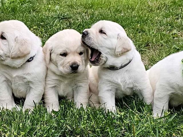Labrador Retriever Puppies media 2