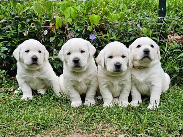 Labrador Retriever Puppies media 3