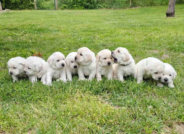 Labrador Retriever Puppies media 4