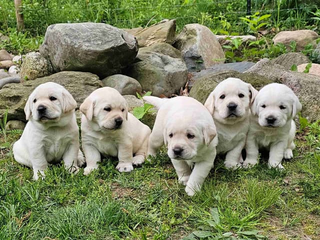 Labrador Retriever Puppies media 5