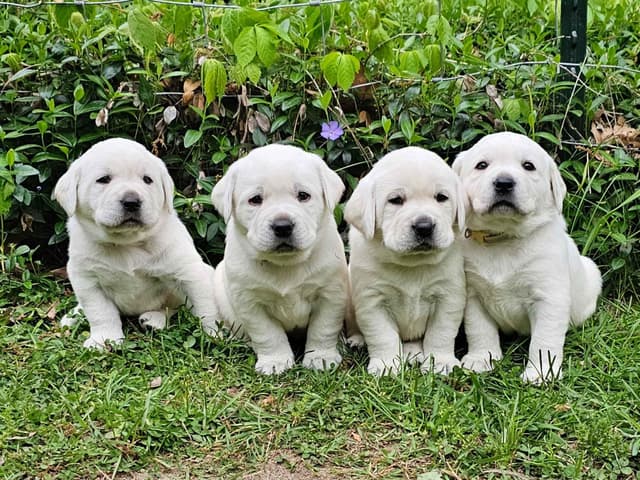 Labrador Retriever Puppies media 6
